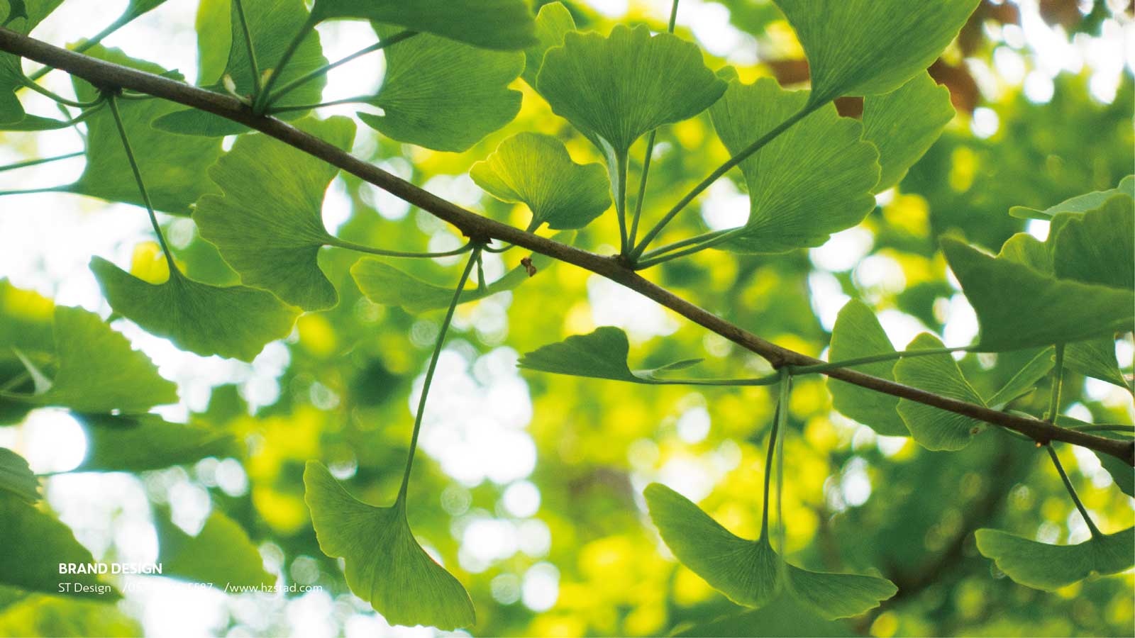 設計一套企業vi要多少錢？