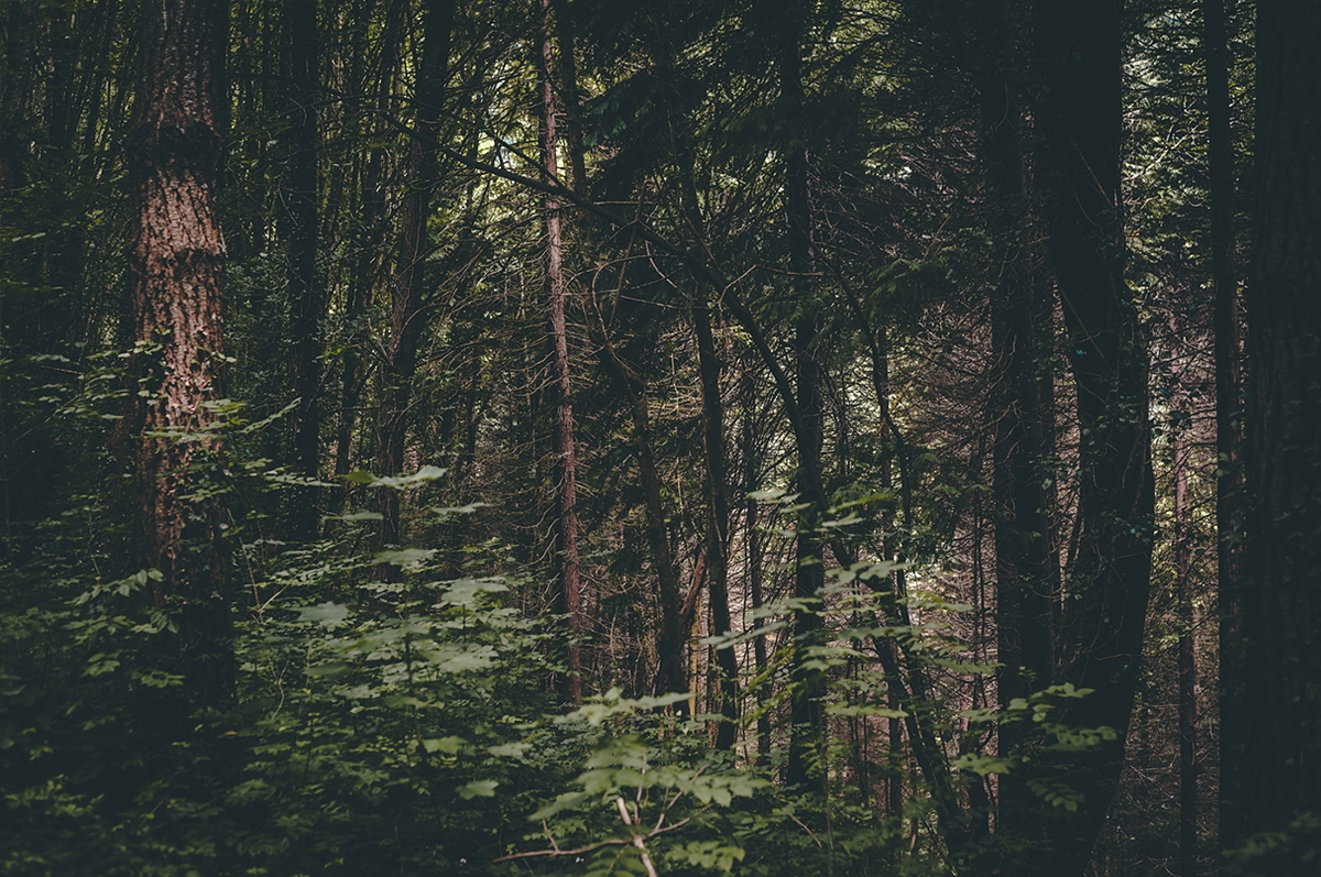 核桃酒瓶型包裝與標簽設計